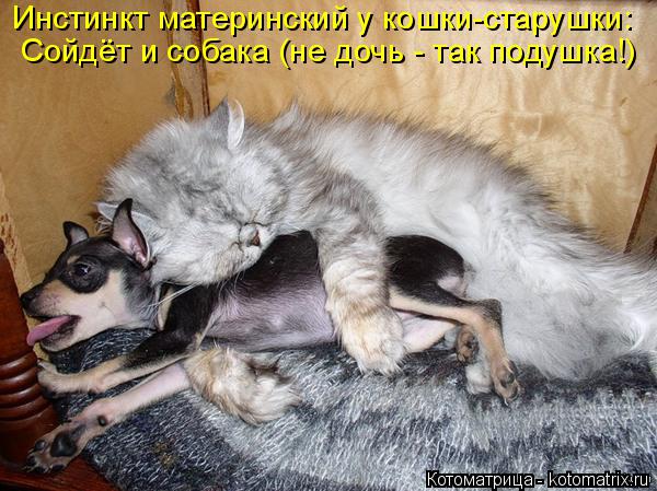 Котоматрица: Инстинкт материнский у кошки-старушки: Сойдёт и собака (не дочь - так подушка!)