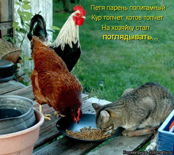 Котоматрица: Петя парень полигамный Кур топчет, котов топчет На хозяйку стал поглядывать...