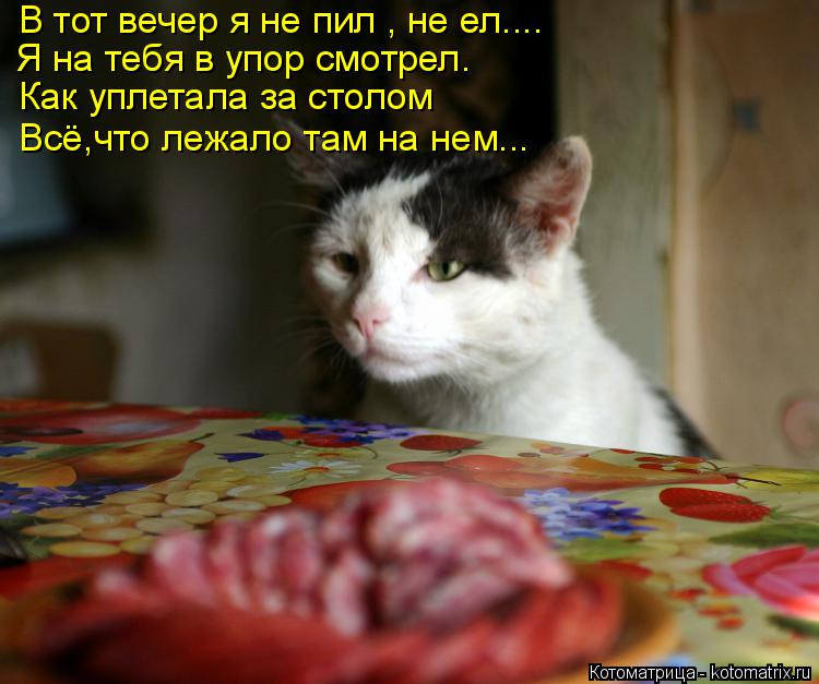 Котоматрица: В тот вечер я не пил , не ел.... Я на тебя в упор смотрел. Как уплетала за столом Всё,что лежало там на нем...