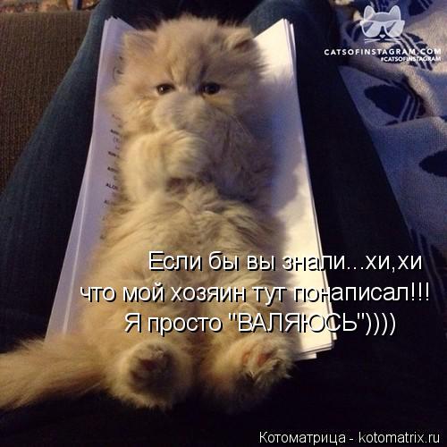 Котоматрица: Если бы вы знали...хи,хи что мой хозяин тут понаписал!!! Я просто "ВАЛЯЮСЬ"))))