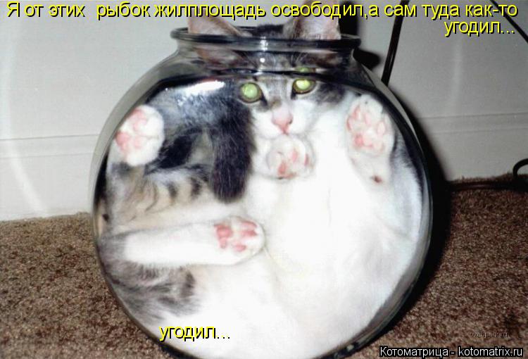 Котоматрица: Я от этих  рыбок жилплощадь освободил,а сам туда как-то угодил... угодил...