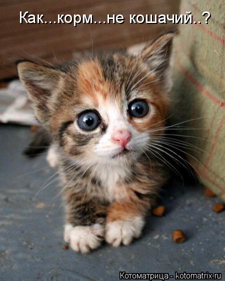Котоматрица: Как...корм...не кошачий..?