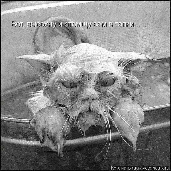 Котоматрица: Вот, высохну и отомщу вам в тапки...