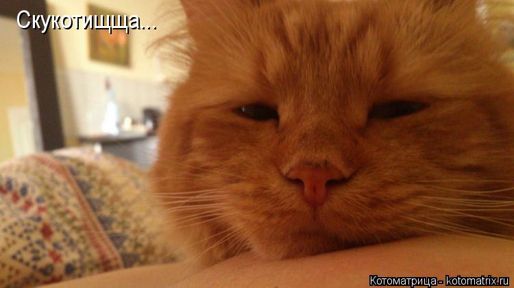 Котоматрица: Скукотищща...