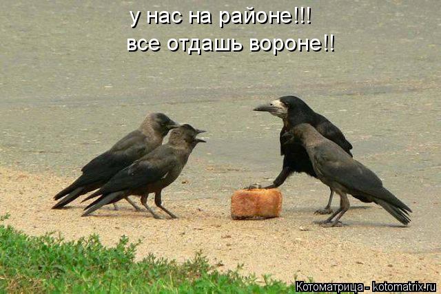 Котоматрица: у нас на районе!!! все отдашь вороне!!