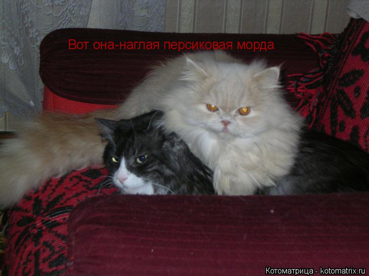 Вот она-наглая персиковая морда... Котоматрица: Вот она-наглая персиковая морда