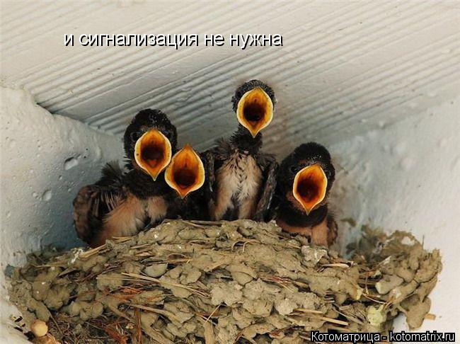 и сигнализация не нужна... Котоматрица: и сигнализация не нужна