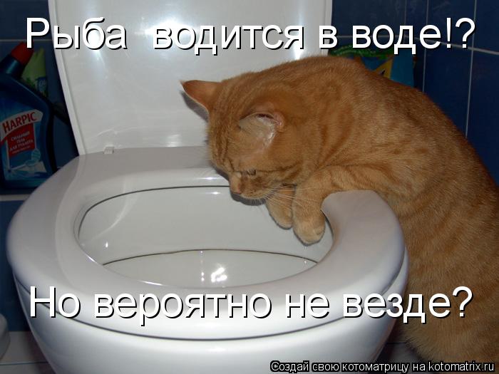 Котоматрица: Рыба  водится в воде!? Но вероятно не везде?