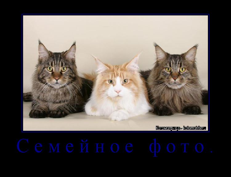 Котоматрица: Семейное фото. 