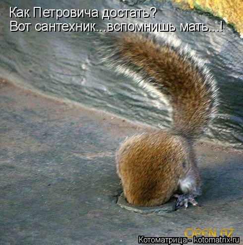 Котоматрица: Как Петровича достать? Вот сантехник...вспомнишь мать...!
