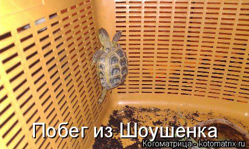 Побег из Шоушенка... Котоматрица: Побег из Шоушенка