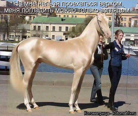 Котоматрица: На мне нельзя проехаться верхом, меня погладить можно только взглядом.