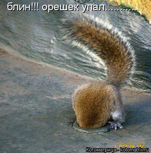 Котоматрица: блин!!! орешек упал...........