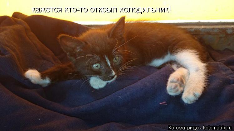 Котоматрица: кажется кто-то открыл холодильник!