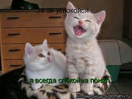 Котоматрица: Эй эй успокойся я всегда спокойна понял