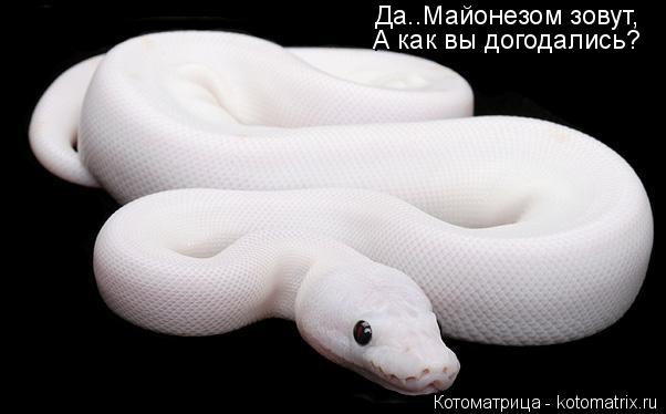 Котоматрица: Да..Майонезом зовут, А как вы догодались?