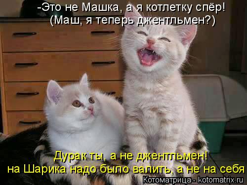 Котоматрица: -Это не Машка, а я котлетку спёр! (Маш, я теперь джентльмен?) Дурак ты, а не джентльмен! на Шарика надо было валить, а не на себя