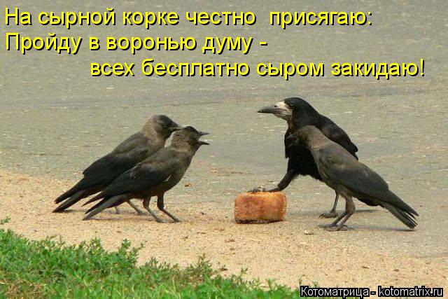 На сырной корке честно присягаю: Пройду в воронью думу - всех бесплатно сыром закидаю!... Котоматрица: На сырной корке честно присягаю: Пройду в воронью думу - всех бесплатно сыром закидаю!