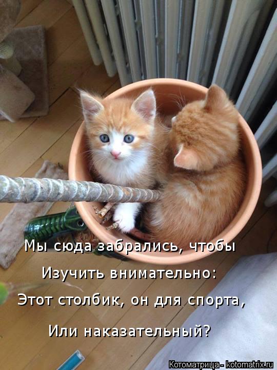 Котоматрица: Мы сюда забрались, чтобы  Изучить внимательно: Этот столбик, он для спорта, Или наказательный?