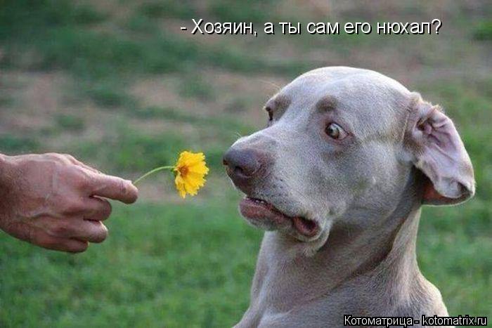 - Хозяин, а ты сам его нюхал?... Котоматрица: - Хозяин, а ты сам его нюхал?