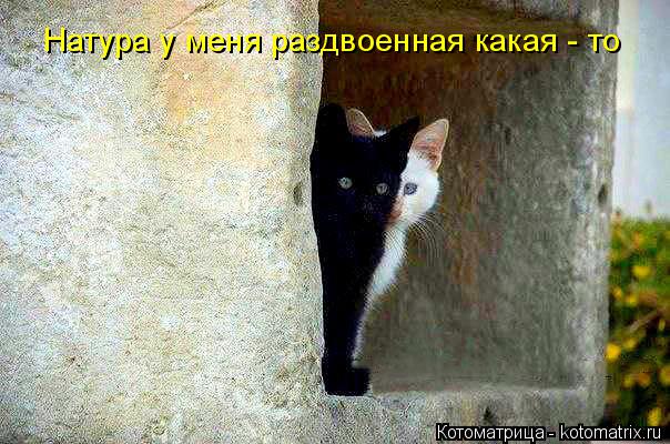 Натура у меня раздвоенная какая - то... Котоматрица: Натура у меня раздвоенная какая - то