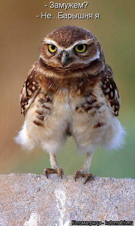 Котоматрица: - Замужем?  - Не...Барышня я.