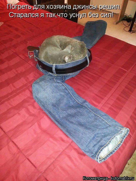 Котоматрица: Погреть для хозяина джинсы решил. Старался я так,что уснул без сил!