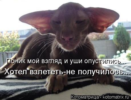 Котоматрица: Поник мой взгляд и уши опустились... Хотел взлететь-не получилось...