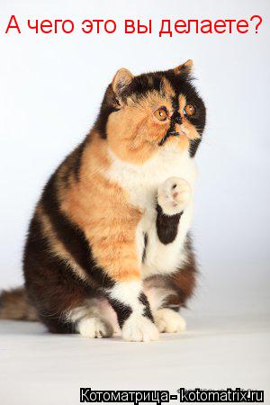 А чего это вы делаете?... Котоматрица: А чего это вы делаете?