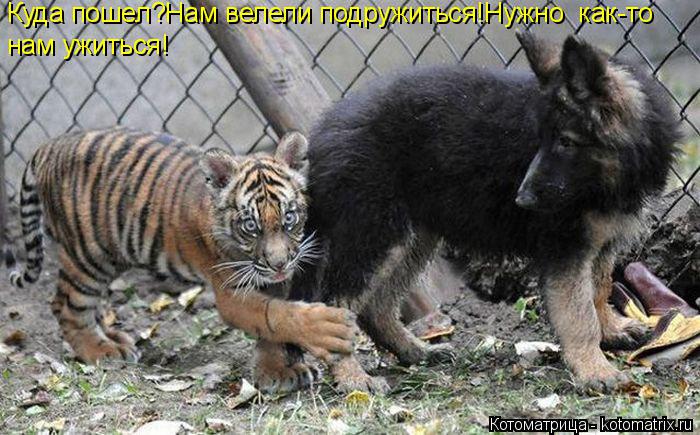 Котоматрица: Куда пошел?Нам велели подружиться!Нужно  как-то нам ужиться!