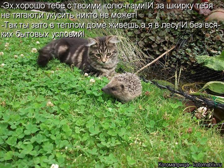 Котоматрица: -Эх,хорошо тебе с твоими колючками!И за шкирку тебя не тягают,и укусить никто не может! -Так ты зато в тёплом доме живёшь,а я в лесу!И без вся- к