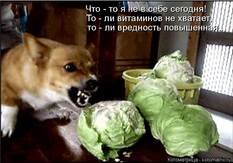 Котоматрица: Что - то я не в себе сегодня! То - ли витаминов не хватает, то - ли вредность повышенная...