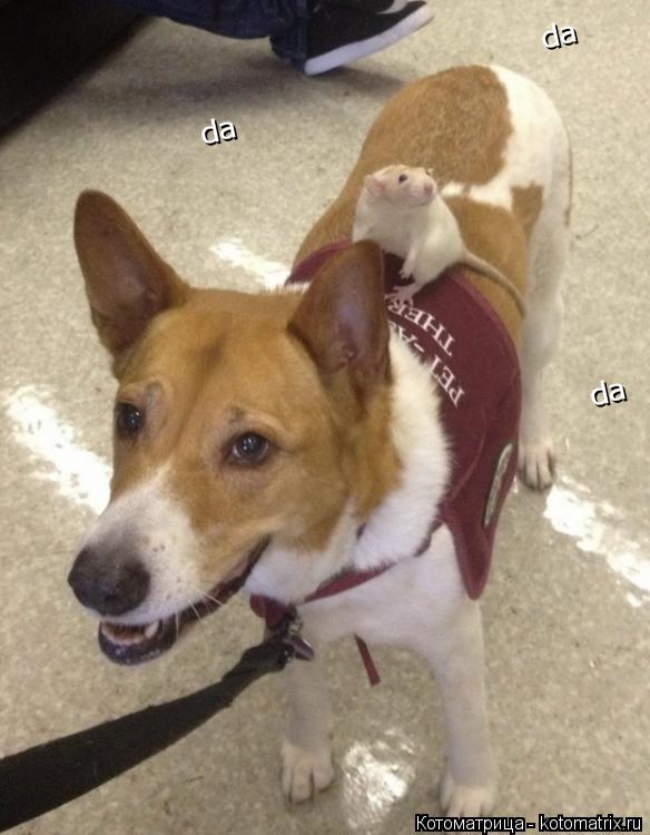 Котоматрица: da da da