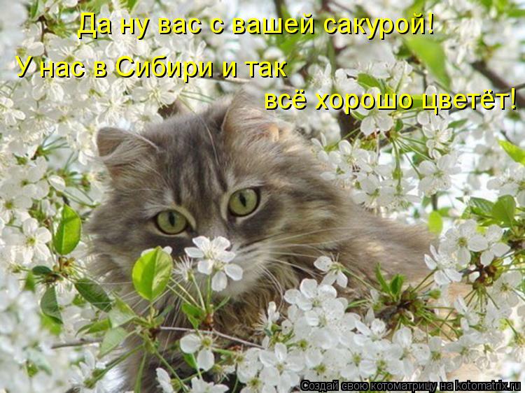Котоматрица: Да ну вас с вашей сакурой!  У нас в Сибири и так всё хорошо цветёт!
