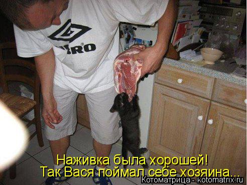 Так Вася поймал себе хозяина... Наживка была хорошей!... Котоматрица: Так Вася поймал себе хозяина... Наживка была хорошей!