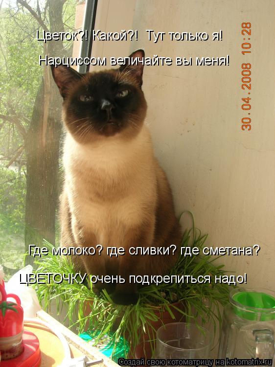 Котоматрица: Цветок?! Какой?!  Тут только я! Нарциссом величайте вы меня! Где молоко? где сливки? где сметана? ЦВЕТОЧКУ очень подкрепиться надо!