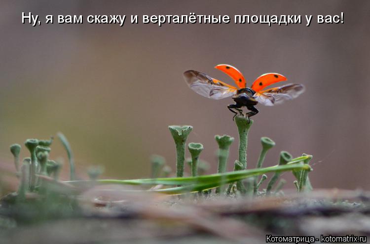 Котоматрица: Ну, я вам скажу и верталётные площадки у вас!