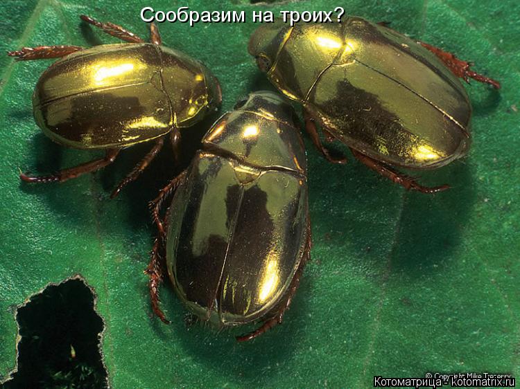 Котоматрица: Сообразим на троих?