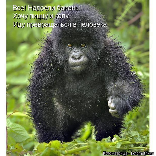 Котоматрица: Все! Надоели бананы! Хочу пиццу и колу. Иду превращаться в человека