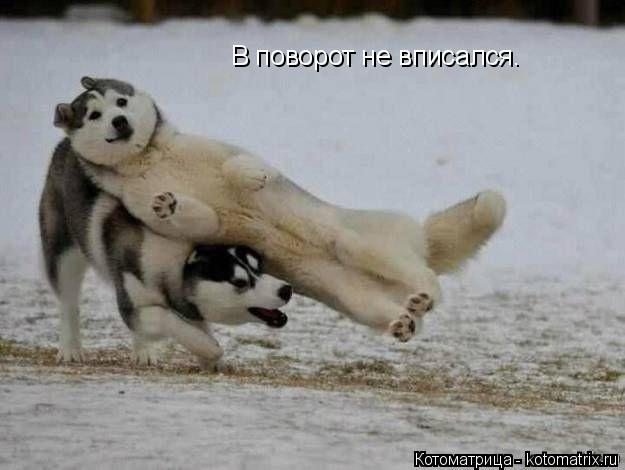 В поворот не вписался.... Котоматрица: В поворот не вписался.