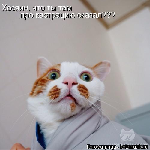 Хозяин, что ты там про кастрацию сказал???... Котоматрица: Хозяин, что ты там про кастрацию сказал???