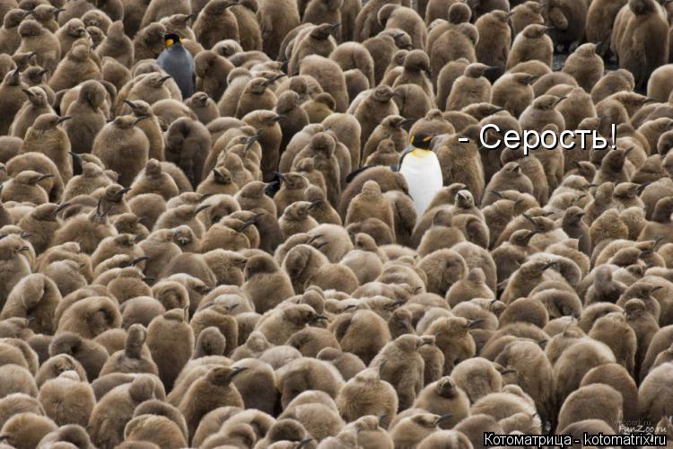 Котоматрица: - Серость!