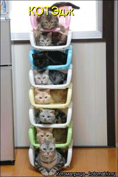 Котоматрица: КОТЭдж
