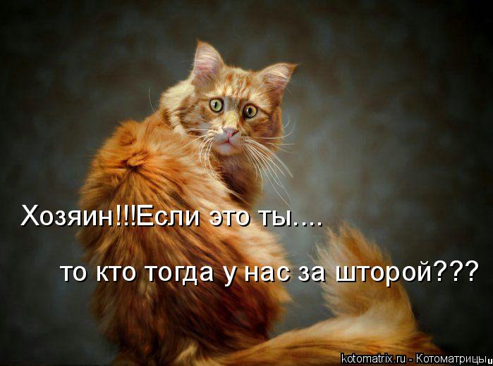 Котоматрица: Хозяин!!!Если это ты.... то кто тогда у нас за шторой???
