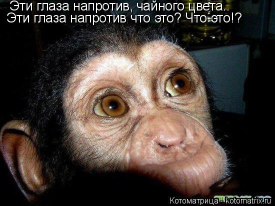Котоматрица: Эти глаза напротив,  чайного цвета.. Эти глаза напротив что это? Что это!?