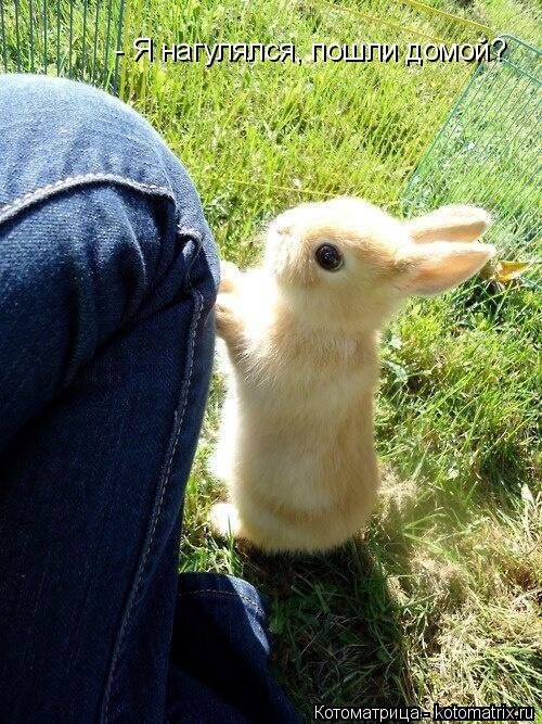 Котоматрица: - Я нагулялся, пошли домой?