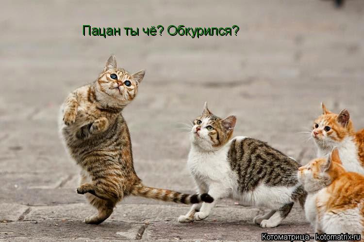 Котоматрица: Пацан ты чё? Обкурился?