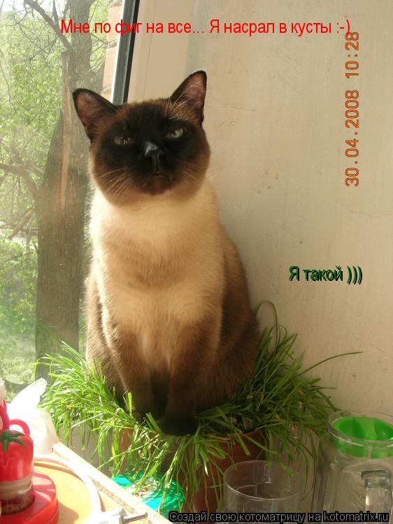 Котоматрица: Я такой ))) Мне по фиг на все... Я насрал в кусты :-)