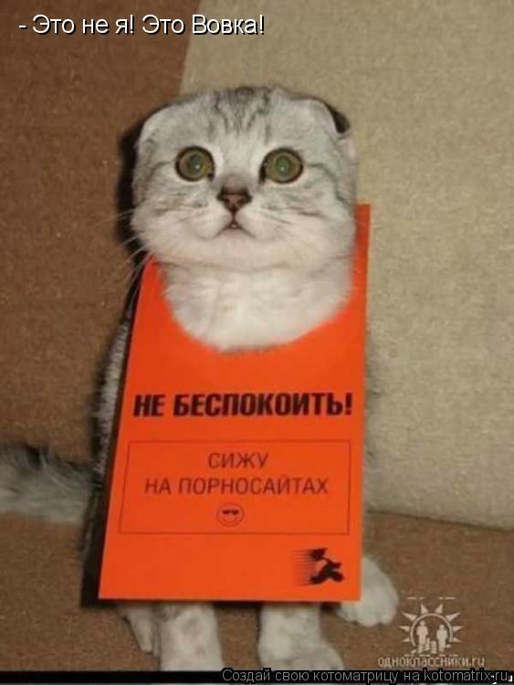 Котоматрица: - Это не я! Это Вовка!