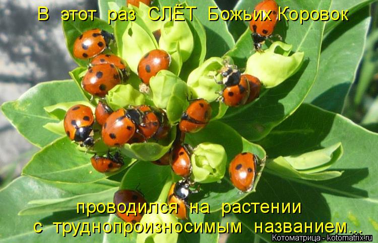 Котоматрица: проводился  на  растении с  труднопроизносимым  названием... В  этот  раз  СЛЁТ  Божьих Коровок